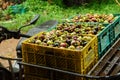 Fresh Mangosteen; Exotic Fruit in Thailand