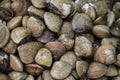 Fresh manila clams background Royalty Free Stock Photo