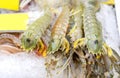 Fresh mantis shrimp or oratosquilla Royalty Free Stock Photo