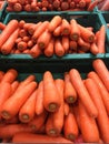 Fresh many carrots