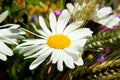 Fresh marguerite on the seed corn background Royalty Free Stock Photo