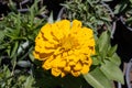 Fresh marigold flower closeup. Top view Royalty Free Stock Photo