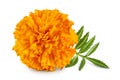 fresh marigold or tagetes erecta flower isolated on white background with full depth of field. Royalty Free Stock Photo