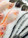 Fresh marine fish Royalty Free Stock Photo