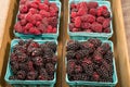 Fresh Marionberries and Tayberries in baskets Royalty Free Stock Photo