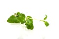 Fresh Marjoram Royalty Free Stock Photo