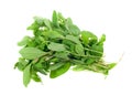 Fresh marjoram herb Royalty Free Stock Photo