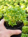 Fresh marjoram herbs growing in pot, held in hand, above