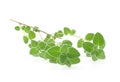 Fresh marjoram isolated on a white background