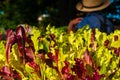 Fresh market lettuce Royalty Free Stock Photo