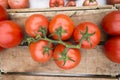 Fresh at market red tomatos on the vine Royalty Free Stock Photo