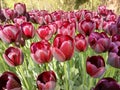 Fresh Maroon Tulips in the morning