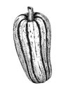 Fresh marrow sketch. Hand-sketched Vegetable illustration. Healthy food plant. Vector drawing of raw cultivated squash. Marrow for