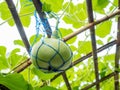 Fresh marrow squash glowing on the garden Royalty Free Stock Photo