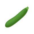 Fresh marrow squash or zucchini. Ripe green vegetable. Natural and healthy food. Ingredient for vegetarian dish. Flat