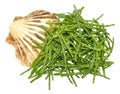 Fresh Marsh Samphire Royalty Free Stock Photo