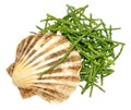 Fresh Marsh Samphire Royalty Free Stock Photo