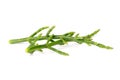 Fresh marsh samphire