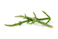 Fresh marsh samphire