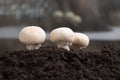 Fresh mashrooms in the ground. Royalty Free Stock Photo