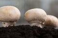 Fresh mashrooms in the ground. Royalty Free Stock Photo