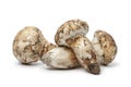 Fresh Matsutake mushrooms Royalty Free Stock Photo