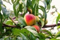 Fresh mature peaches - Photo of mature peaches on a tree, Royalty Free Stock Photo