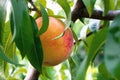 Fresh mature peaches - Photo of mature peaches on a tree, Royalty Free Stock Photo