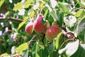 Fresh mature pears on a branch - Photo of mature pear fruit on a Royalty Free Stock Photo