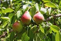 Fresh mature pears on a branch - Photo of mature pear fruit on a Royalty Free Stock Photo