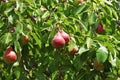 Fresh mature pears on a branch - Photo of mature pear fruit on a Royalty Free Stock Photo