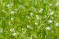 Fresh meadow with little white flowers and insects