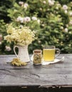 Fresh Meadowsweet Filipendula ulmaria flowers in jug shape vase