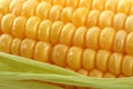 Fresh mealie and dewdrops Royalty Free Stock Photo