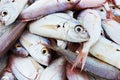 Fresh mediterranean fish Royalty Free Stock Photo