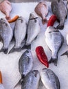 Fresh mediterranean fish on market in ice 2 Royalty Free Stock Photo