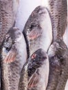 Fresh mediterranean fish on market in ice 2 Royalty Free Stock Photo