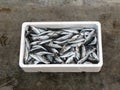 Fresh Mediterranean horse mackerel,