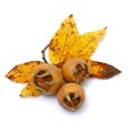 Fresh medlars Royalty Free Stock Photo