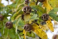 Fresh medlars close up Royalty Free Stock Photo