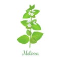 Fresh melissa plant. Also Lemon balm or balm mint