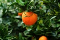 Fresh mellow rich bright orange fruit on green tree branch. Concept of agriculture and harvesting. Copy space