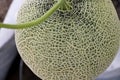 Fresh melon or cantaloupe large green are growing in greenhouse, which has a sweet taste