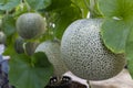 Fresh melon or cantaloupe large green are growing in greenhouse, which has a sweet taste.