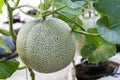 Fresh melon or cantaloupe large green are growing in greenhouse, which has a sweet taste.