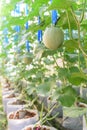 Fresh melon in greenhouse Royalty Free Stock Photo