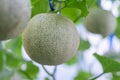 Fresh melon in greenhouse