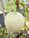 Fresh melons or green melons or cantaloupe melons plants growing in greenhouse Royalty Free Stock Photo