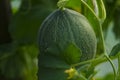 Fresh melons or green melons plants growing in greenhouse. Favorite fruit in summer. Food, Fruits or healthcare concept Royalty Free Stock Photo