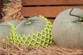 Fresh melons on straw. Close up. Organic fruit Royalty Free Stock Photo